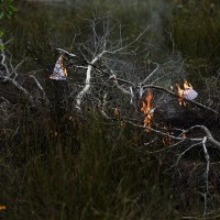 Ashes Skeleton