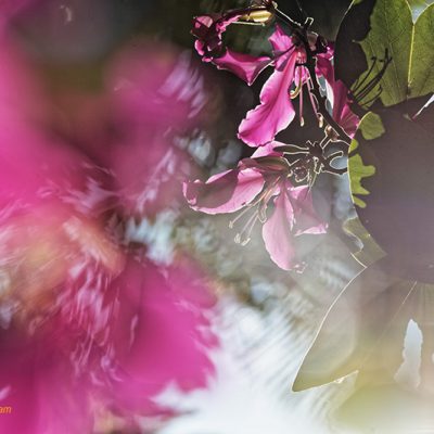 Fine art photo print Thiên nhiên Hoa Hibiscus