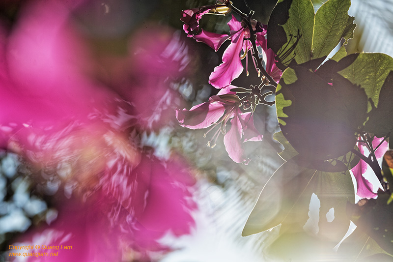Inlen Fine Art Gallery Photo Print Vietnam Nature Flowers Gardens Hibiscus
