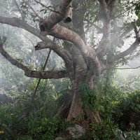 Tree in the Smoke