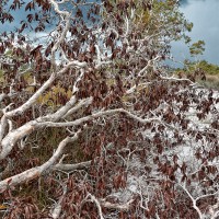 Dead Tree before the Storm