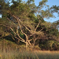 Tree at Sunset