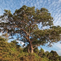 Tree at Sunset