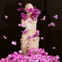 Bougainvillea Venus