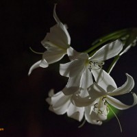 White Blossoms