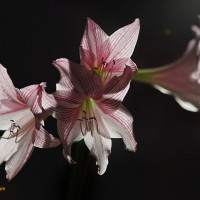 Blossoms