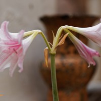 Composite of Ceramics and Flowers #3