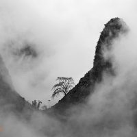 In the mist | Trong sương mù