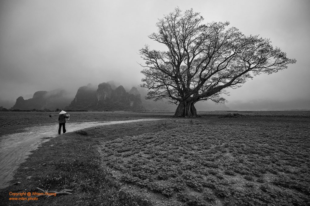 Inlen Fine Art Gallery Photo Print Vietnam Nature Flowers Gardens 