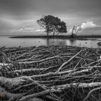 Mangrove | Rừng tràm