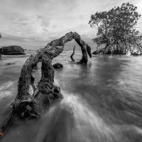 Mangrove | Rừng tràm