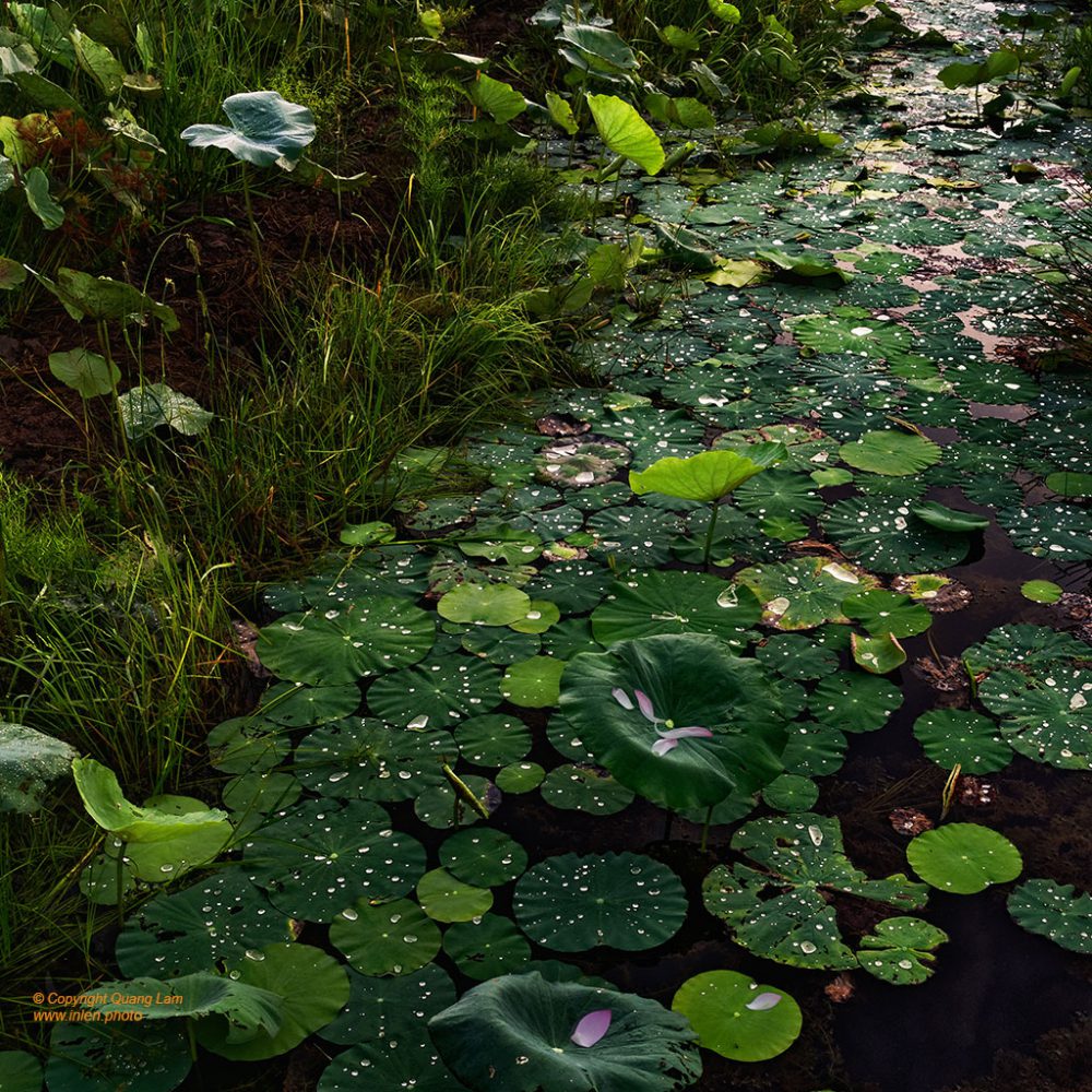 Inlen Fine Art Gallery Photo Print Vietnam Nature Flowers Gardens 