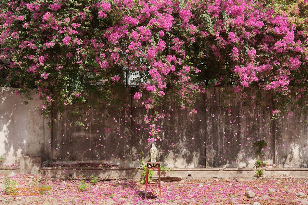 Inlen Fine Art Gallery Photo Print Vietnam Gardens, Flowers 