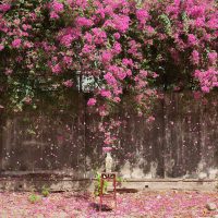 Vase with Bougainvillea snow