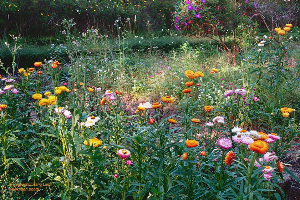 Inlen Fine Art Gallery Photo Print Vietnam Nature Flowers Gardens 