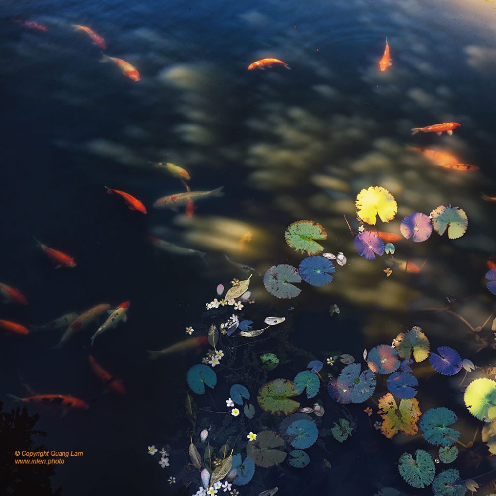 Inlen Fine Art Gallery Photo Print Vietnam New Catalog 2025 Lotus - Impermanence of colors