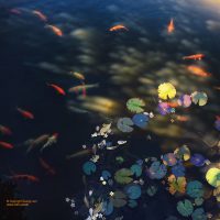 Fine art photo print New Catalog 2025 Lotus - Impermanence of colors