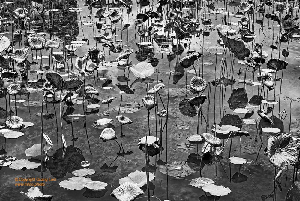 Inlen Fine Art Gallery Photo Print Vietnam Gardens, Flowers 