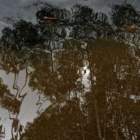 Souls Migrations - Mangroves